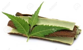28231858-Tree-bark-of-Medicinal-Neem-with-leaves-over-white-background-Stock-Photo