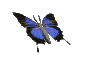 butterfly-animated