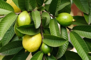 Guava fruit in the tree